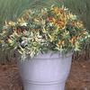 15 Semi di RARA Ornamentali Pepper Shu Variegato piccole foglie Hot Peppers