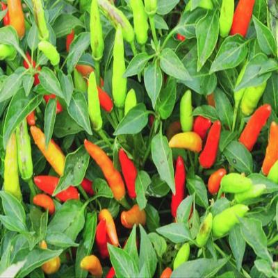 30 semi ++ Super organico Chilli Peperoncino