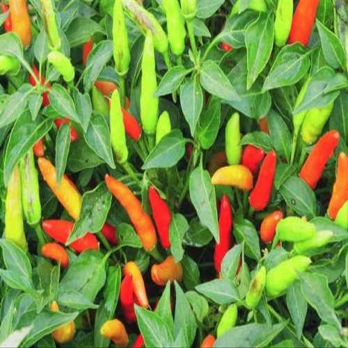 30 semi ++ Super organico Chilli Peperoncino