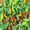 30 semi ++ Super organico Chilli Peperoncino view 1