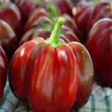 25 + Fresh Organic Heirloom Super Red Pimento Pepe Semi-D 147