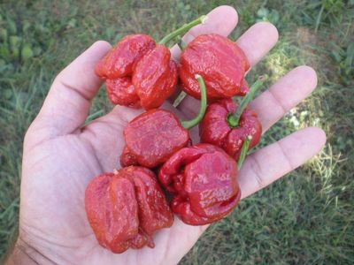 (20) Semi Trinidad Scorpion Caramel Moruga Hot Pepper