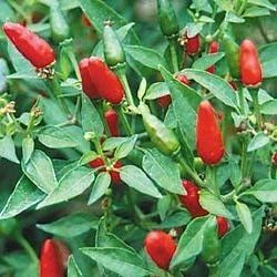 15 Semi di PEP297 Thai Hot (Pepper molto Caldo)