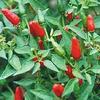 15 Semi di PEP297 Thai Hot (Pepper molto Caldo) view 1
