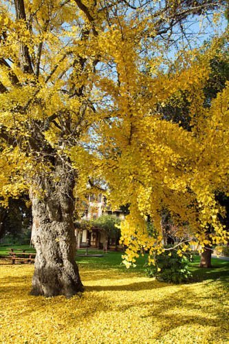Ginkgo biloba RARA Giallo Albero fiorito Cina sementi di piante esotiche 25 semi