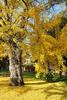 Ginkgo biloba RARA Giallo Albero fiorito Cina sementi di piante esotiche 25 semi view 1