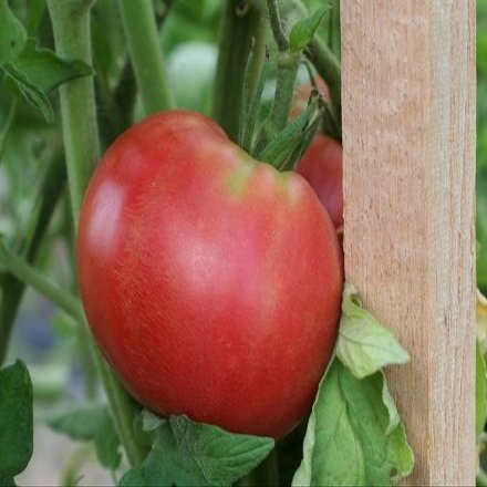 250 semi di rosa Rossa - Pomodori di fine stagione
