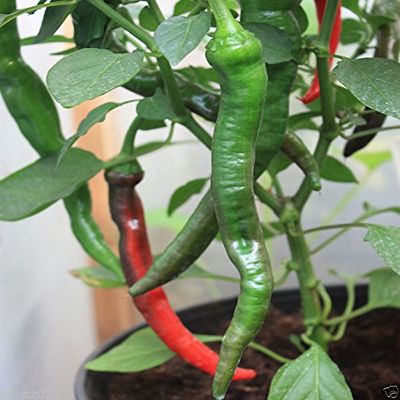 30 semi Cayenne Grande Red Spesso Pepper (Capsicum annuum) freschi, essiccati, in salamoia, Hot Sauce