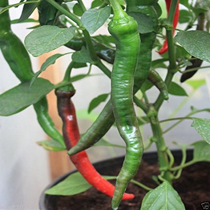 30 semi Cayenne Grande Red Spesso Pepper (Capsicum annuum) freschi, essiccati, in salamoia, Hot Sauce