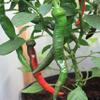 30 semi Cayenne Grande Red Spesso Pepper (Capsicum annuum) freschi, essiccati, in salamoia, Hot Sauce view 1