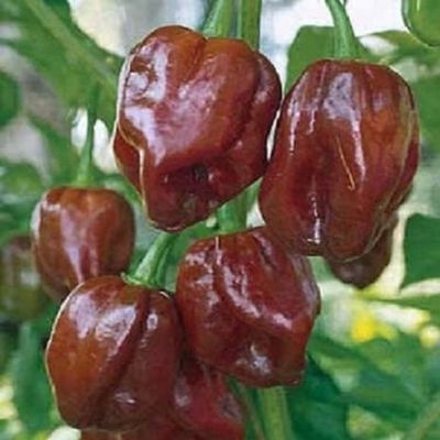 25 semi Habanero GIAMAICANA HOT Chocolate SEMI peperoncino Habanero Pepe