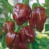 25 semi Habanero GIAMAICANA HOT Chocolate SEMI peperoncino Habanero Pepe view 1