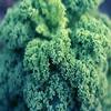 56g Nani Blu arricciato Kale Semi ~ 16.000 Ct sano Superfood Inverno Veggie Stati Uniti d'America view 1