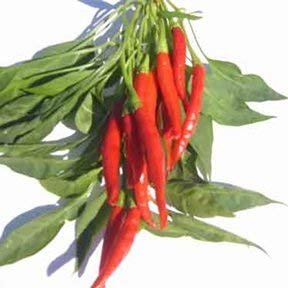 10 Semi di PEP758 Thai Bangkok (Hot Pepper stagionatura)