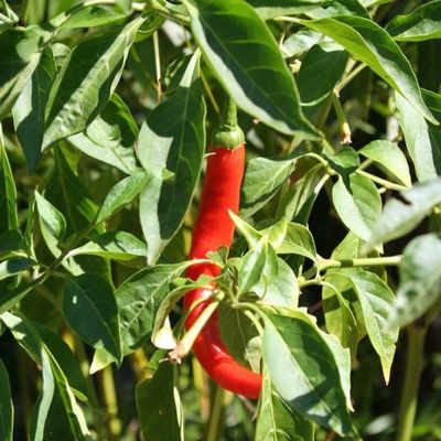 Pepe di cayenna Pepe, Lungo Rosso SOTTILE, Heirloom, organico, Non OGM, 20 + SEMI