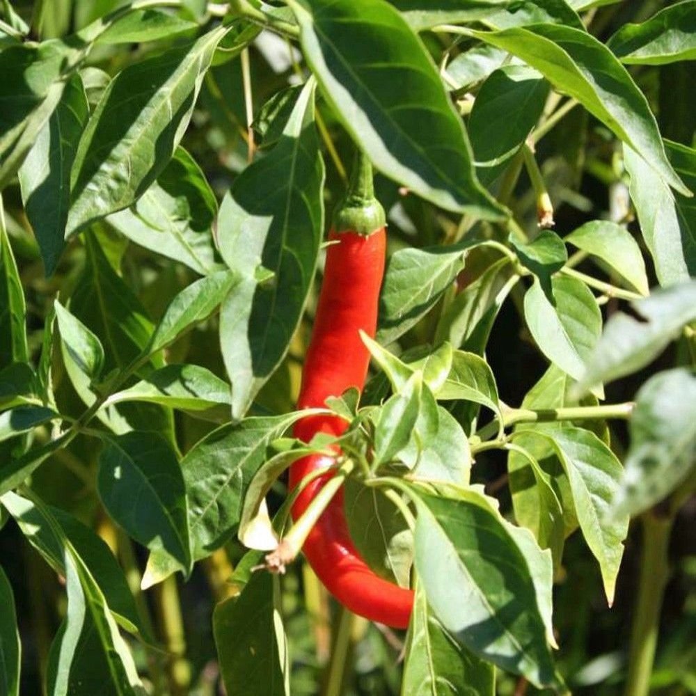 Pepe di cayenna Pepe, Lungo Rosso SOTTILE, Heirloom, organico, Non OGM, 20 + SEMI