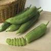 10 Semi di PEP079 Big Cile ibrida (tipo Cile Mild Hot Pepper) view 1