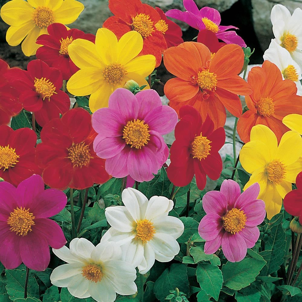 Fresh 50 semi - Semi Dalia Mignon di Fiori Mix
