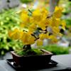 Cimelio organici 5 Ginkgo Biloba Gingko Albero di Maidenhair semi Noci cresciute da seme T019 view 1
