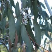 Neve Gum (Eucalyptus pauciflora) 5 semi