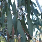 Neve Gum (Eucalyptus pauciflora) 5 semi