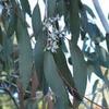 Neve Gum (Eucalyptus pauciflora) 5 semi view 1