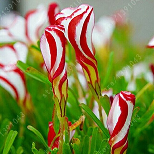 5g / 80pcs semi di erbe semi di germinazione Ginseng Semina Bagnato, Jilin Changbaishan piante Ginseng Semi, per la casa e il giardino
