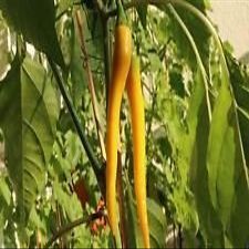 Organic, Golden Cayenne Pepper (Capsicum annuum) freschi, essiccati, in salamoia, Hot Sauce (300 semi)