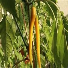 Organic, Golden Cayenne Pepper (Capsicum annuum) freschi, essiccati, in salamoia, Hot Sauce (300 semi)
