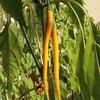 Organic, Golden Cayenne Pepper (Capsicum annuum) freschi, essiccati, in salamoia, Hot Sauce (300 semi) view 1