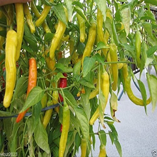 25 Charleston Hot Pepper semi- peperoncino organico, Chile, grandi in Salsa & Salsa calda