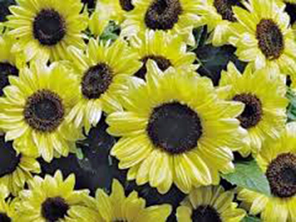 Girasole, Limone Regina, 20 + sementi biologiche Grandi o vivida Fiori colorati