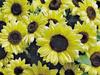 Girasole, Limone Regina, 20 + sementi biologiche Grandi o vivida Fiori colorati view 1