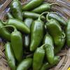 50 Semi Jalapeno Hot Pepper view 1
