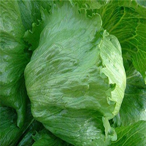 Semi di verdura semi fagiolo dall'occhio lungo bianco fagioli termoresistente 10 / pacchetto