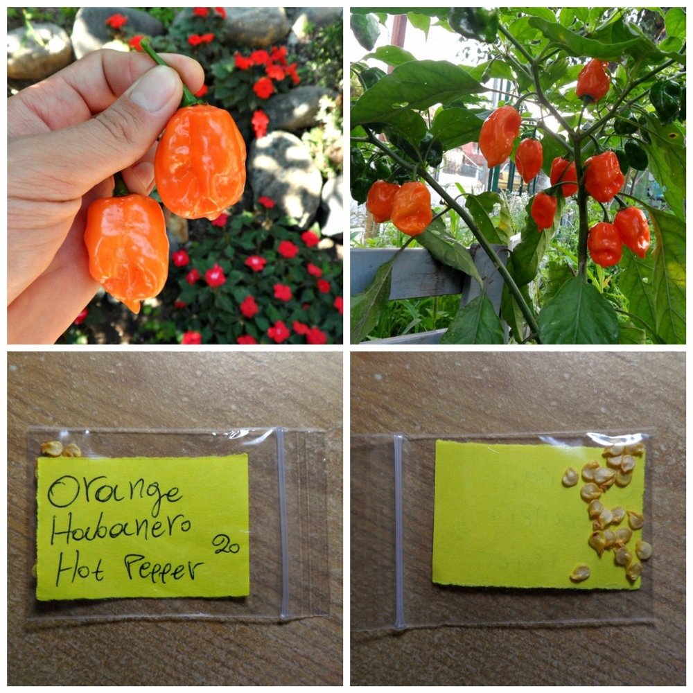 Hot Pepper '' Habanero Arancione '' ~ 20 semi di alta qualit - Extra HOT - Original