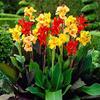 Misto: 5 semi/confezione Semi di Fiori di issimi petali di Fiori Giardino di casa Pianta da Fiore view 1