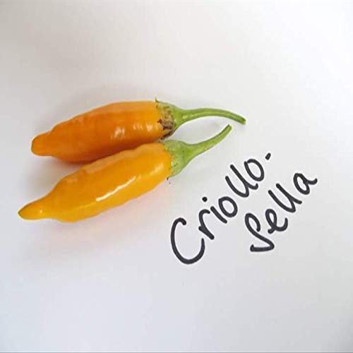 Portal Cool 10 semi di peperoncino - Criollo Sella