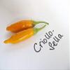Portal Cool 10 semi di peperoncino - Criollo Sella view 1
