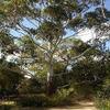 100 semi di FB150 Rose Gum (Eucalyptus Grandis) view 1
