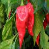 25+ Premium Fatalii, Red Pepper organici semi-D 80 view 1