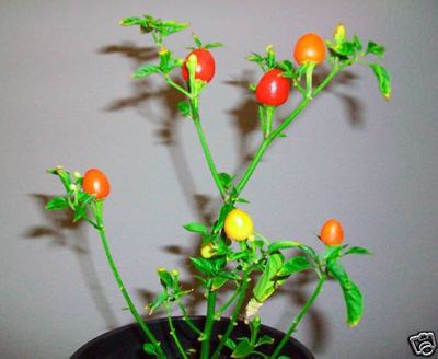 15 Rare Semi Lanterna giapponese Hot Chili Pepper