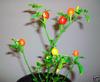 15 Rare Semi Lanterna giapponese Hot Chili Pepper view 1