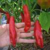 25 Premium, da agricoltura biologica, Semi Aji Colorado Pepper