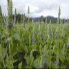 100 SEMI DI CHIA ERBE Heirloom 2018 (Non OGM semi cimelio vegetali!) view 1