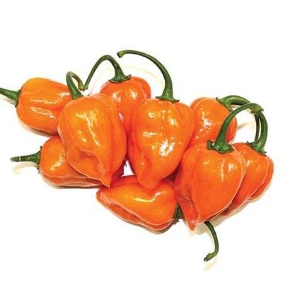 10 Semi di TRM865 Yucatan ibrida Habanero (Hot Pepper stagionatura)