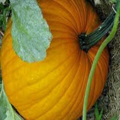 SEMI DI ZUCCA, Connecticut CAMPO, HEIRLOOM, ORGANICO, NONGMO, 20 + SEMI, ZUCCHE