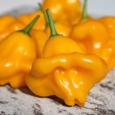 25 estremamente raro Semi Dulce Sol Premium Pepper agricoltura biologica - D 75