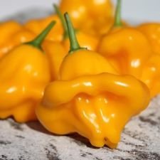 25 estremamente raro Semi Dulce Sol Premium Pepper agricoltura biologica - D 75