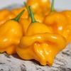 25 estremamente raro Semi Dulce Sol Premium Pepper agricoltura biologica - D 75 view 1